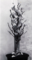 Ausstellung in der Schlossgartenhalle, Insel Mainau 1989. Bild Ulla Ruck, Konstanz